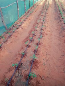 Beer Greenhouse bilaa biro 3