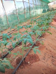 Beer Greenhouse bilaa biro 2